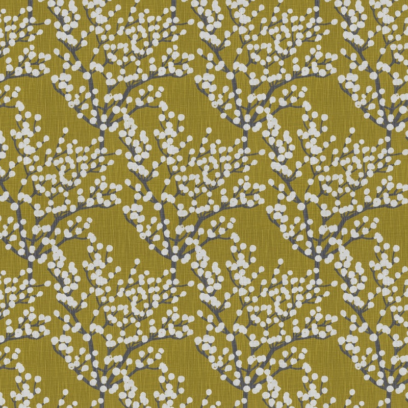 Florida Roman Blind Mimosa